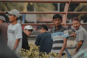 reular Indonesian foks